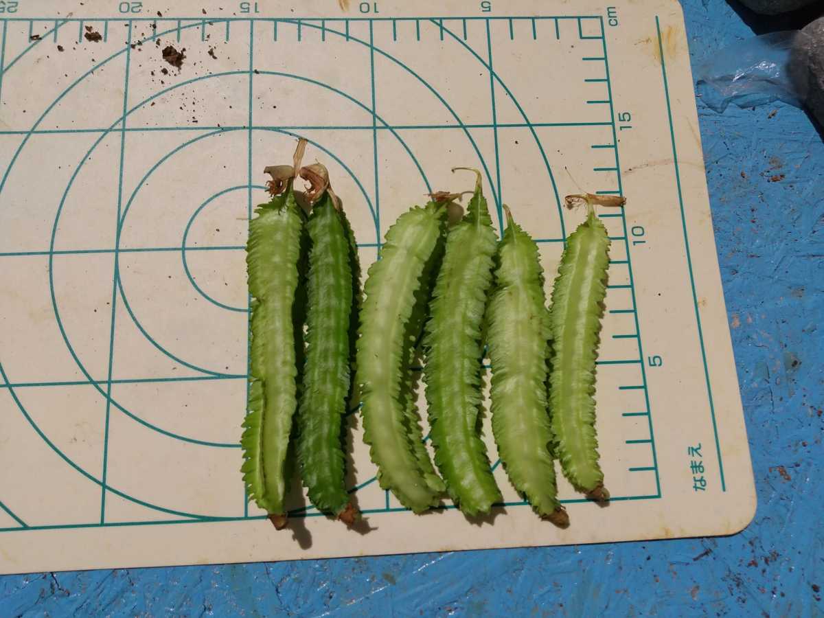 シカクマメ うりずん豆 栽培記録トドログ