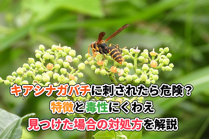 アシナガバチの巣・始末記 ２