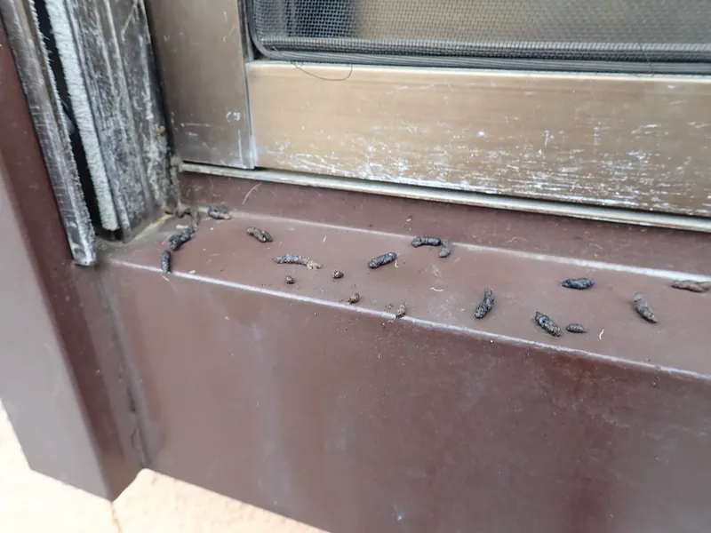 ゴキブリのフンを一瞬で見分けられる！きれいにフンを掃除する手順も解説生活110番