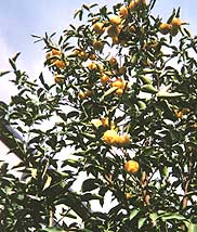 かいよう虎斑病 かいようこはんびょう農業害虫や病害の防除・農薬情報病害虫・雑草の情報基地全国農村教育協会