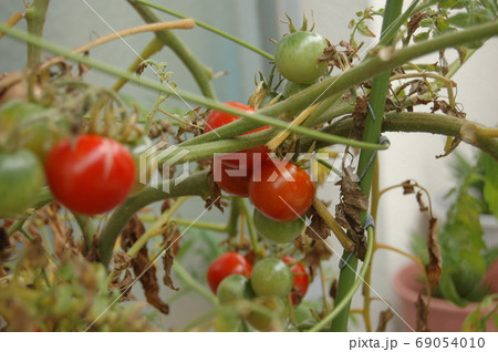 枯れたトマトの葉 写真素材191078- フォトライブラリ