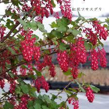 フサスグリ 房酸塊 の育て方・栽培方法