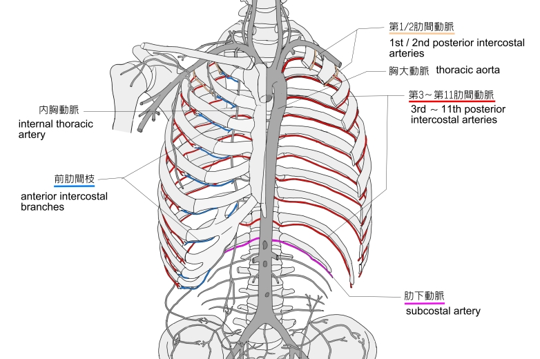 大動脈瘤のはなし - 大動脈瘤ってなあに？ - 大動脈瘤の基礎知識関連10学会構成 日本ステントグラフト実施基準管理委員会