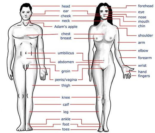 女性の身体の人体解剖図と内臓の名称 英語 のイラスト素材88707292- PIXTA