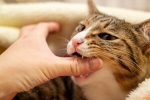 犬に噛まれてミミズ腫れTikTok