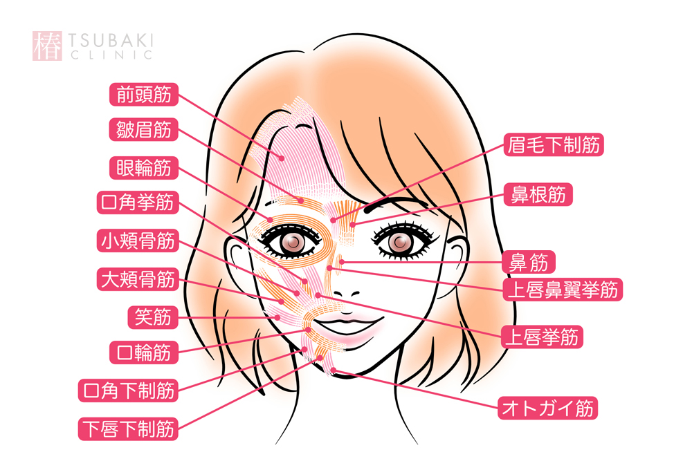 頬肉を落とす方法とは？筋トレやマッサージ、おすすめの美容整形も解説EMMO FACE CLINIC大宮 東京三田 大阪梅田の美容外科・美容皮膚科