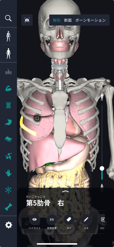 人間の骨の数はいくつ？ブログ岐阜市の整体なら筋膜整体THYMEたいむ
