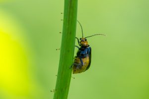 シンクイムシの特徴と対策無農薬での対策と農薬での対策の両方紹介