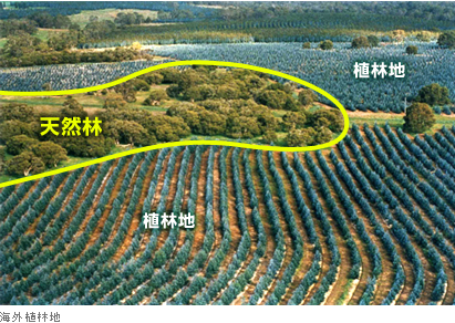 マイクラの植林場の作り方！6種類の原木を効率よく入手しようnishiのマイクラ攻略