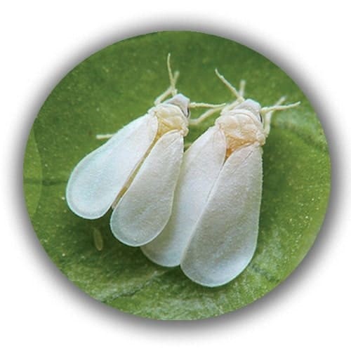 タバココナジラミの特徴と防除方法・効果的な農薬 －タバココナジラミカメムシ目野菜編害虫Wiki