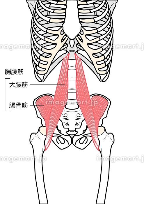 22 腸腰筋 Stock Photos, High-Res Pictures, and Images - Getty Images