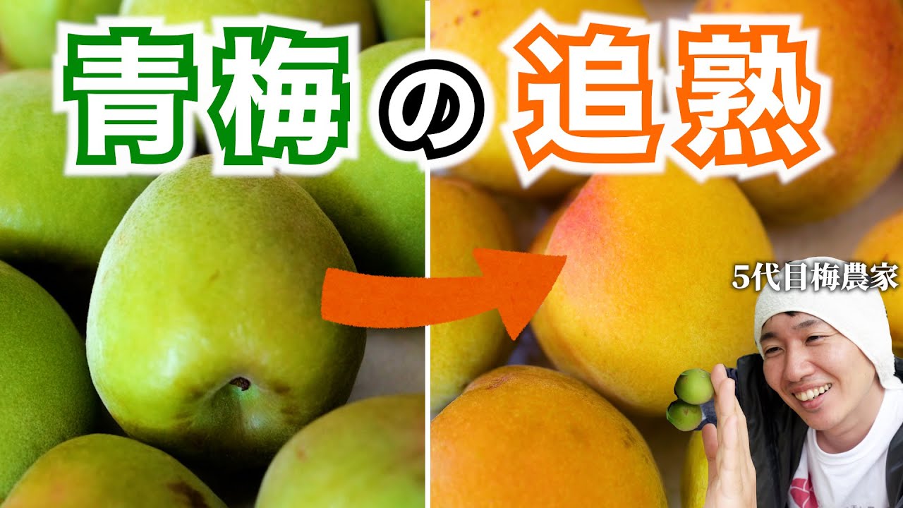 簡単 青梅を黄色く追熟させる方法を梅干し屋が詳しく解説！ 完熟梅に近づける3つのポイントを紹介梅ボーイズのうめしごと