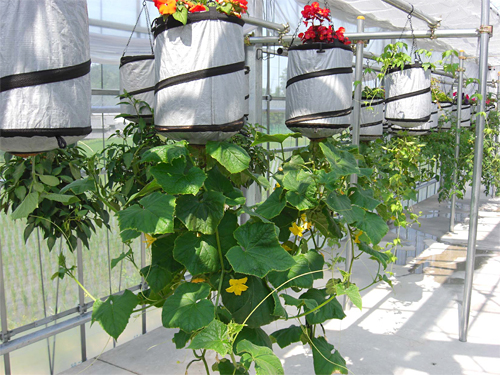 楽天市場 逆さまに栽培という画期的な 空中栽培セット 培養土〜栽培バッグ 吊下げチェーン付き : ガーデニングどっとコム