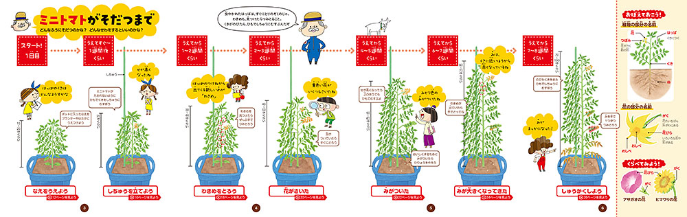 トマトの剪定 摘心や摘果の方法や時期家庭菜園での栽培管理の仕方を覚えておいしいトマトを収穫しよう