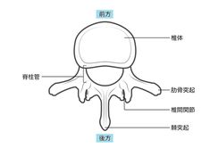 頸椎。脊椎解剖学の頸部。頸椎 – 側面図 側面図 。 頸部の痛み – 椎間板 変性、膨張、ヘルニア、間伐、骨生物による変性 」のイラスト素材1995190646Shutterstock