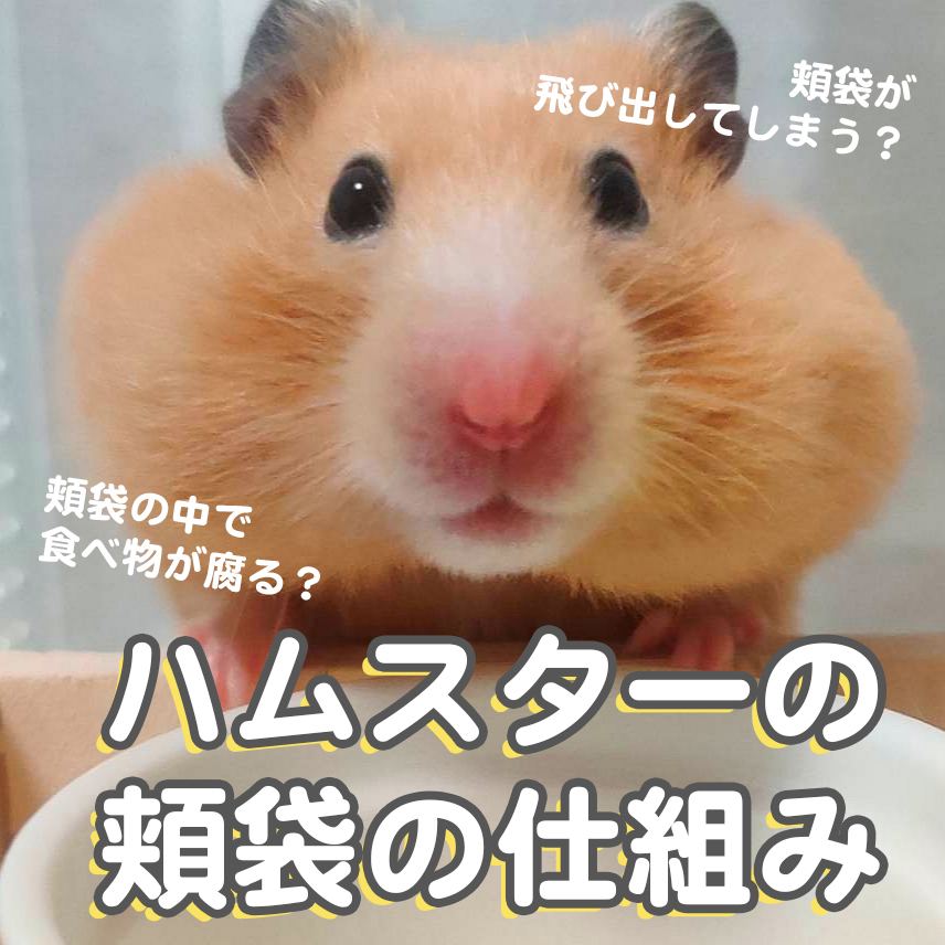 ハムスターの餌の量ってどれくらいなの? 回数や時間は?UCHINOCO ＜うちの子＞