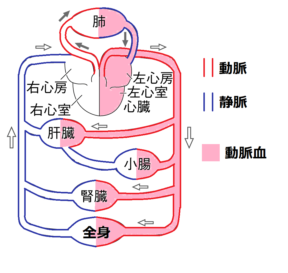 肺動脈」と「肺静脈」の基本の働きについて。全身に酸素をめぐらせる驚きのメカニズムとは 親子で人体を学ぶHugKum はぐくむ
