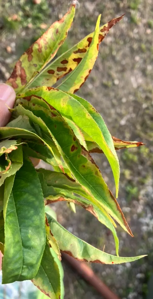 もも病害図鑑症状や発生要因、防除ポイント・農薬についてファンタジスタ