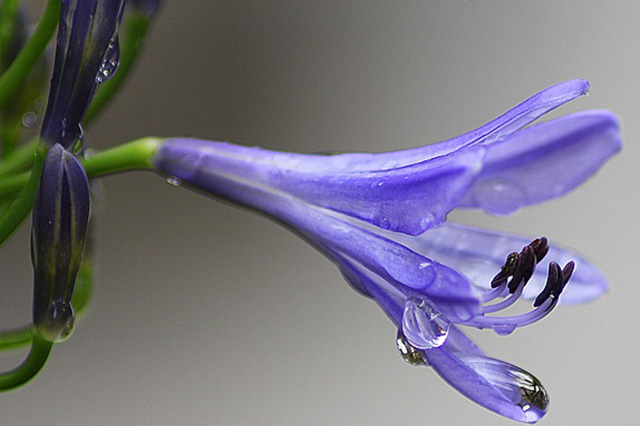 梅雨の憂鬱を和らげるアガパンサスの花の育て方LOVEGREEN ラブグリーン
