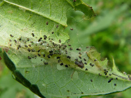 大人気！美しくなるヨガコント !?パリブリッタトリコナーサナ編講師：片岡まりこ