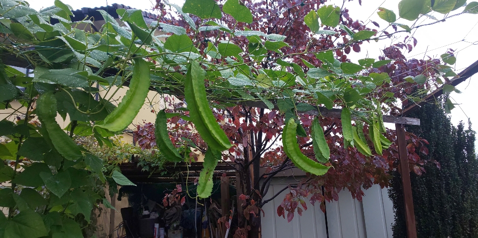 うりずん豆 – 西依 撮影・栽培沖縄