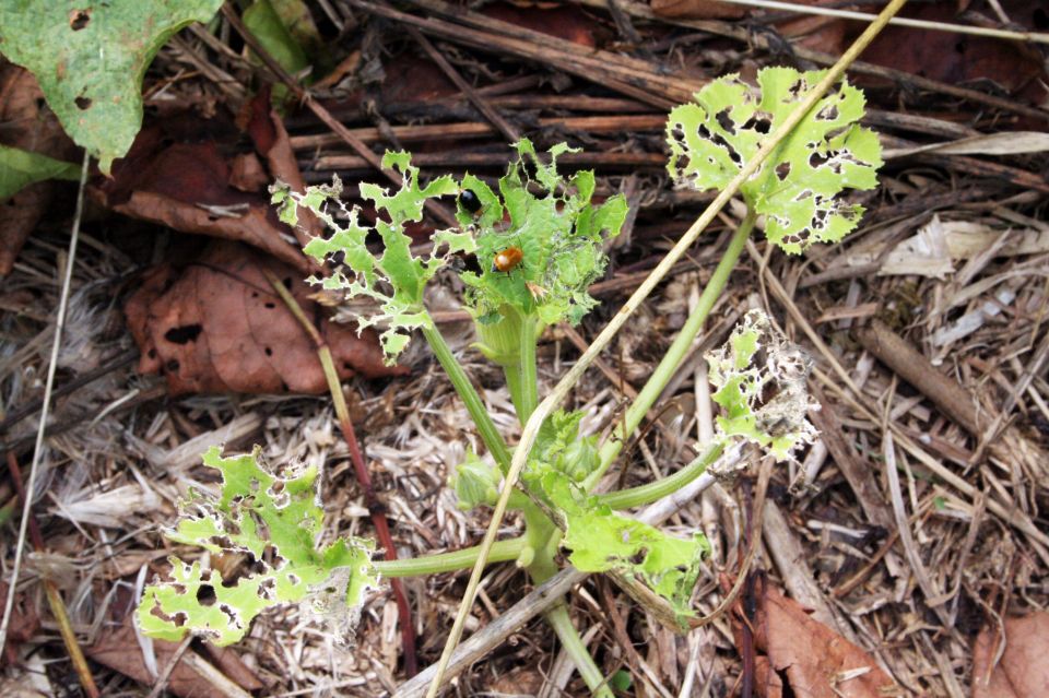 2025年最新 ウリハムシの駆除方法は？対策についても紹介！ - トラブルブック