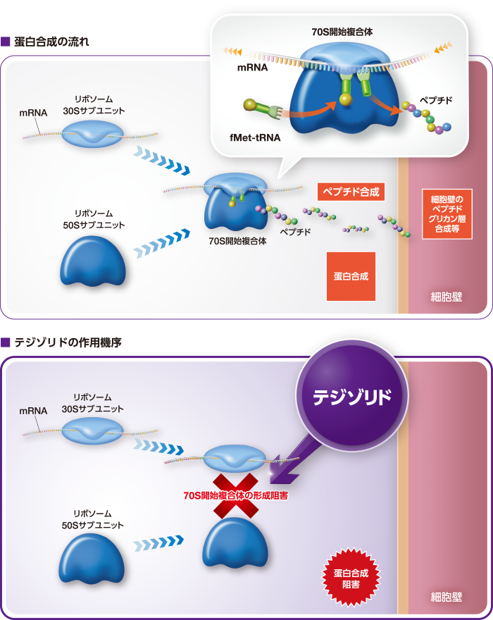 トラクリア小児用分散錠 ボセンタン の作用機序 肺動脈性高血圧症- 新薬情報オンライン
