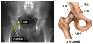 骨盤・股関節の解剖学 – McDavidサポータ－ブランドのマクダビッド オフィシャルサイト