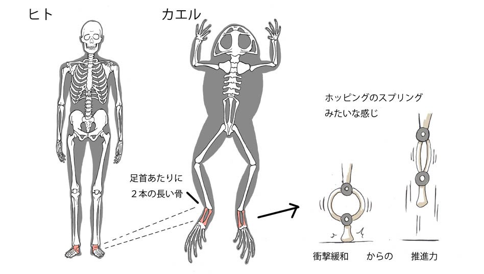 iPadでカエルの解剖手順を学べるシミュレーター『Frog Dessection』 – Touch Lab – タッチ ラボ