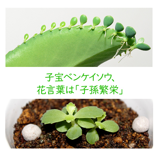 子宝草 多肉植物 のまとめ！ 育て方 増やし方や植え替え と花言葉等16個のポイント！植物の育て方や豆知識をお伝えするサイト