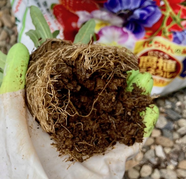 カレンデュラ 冬知らず の育て方。小さい花のキンセンカです。一年草ですがこぼれ種でよく増えます。 - ショウタロウブログ