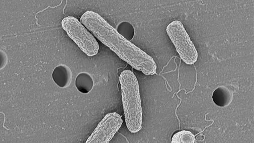 爪切りしたら足の親指が膿んでしまいました - のうさぎの部屋