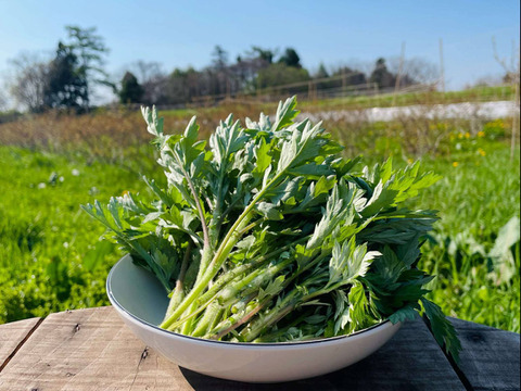 自家栽培 乾燥よもぎ 500g 春よもぎ 自然栽培農薬不使用 無農薬 春よもぎ