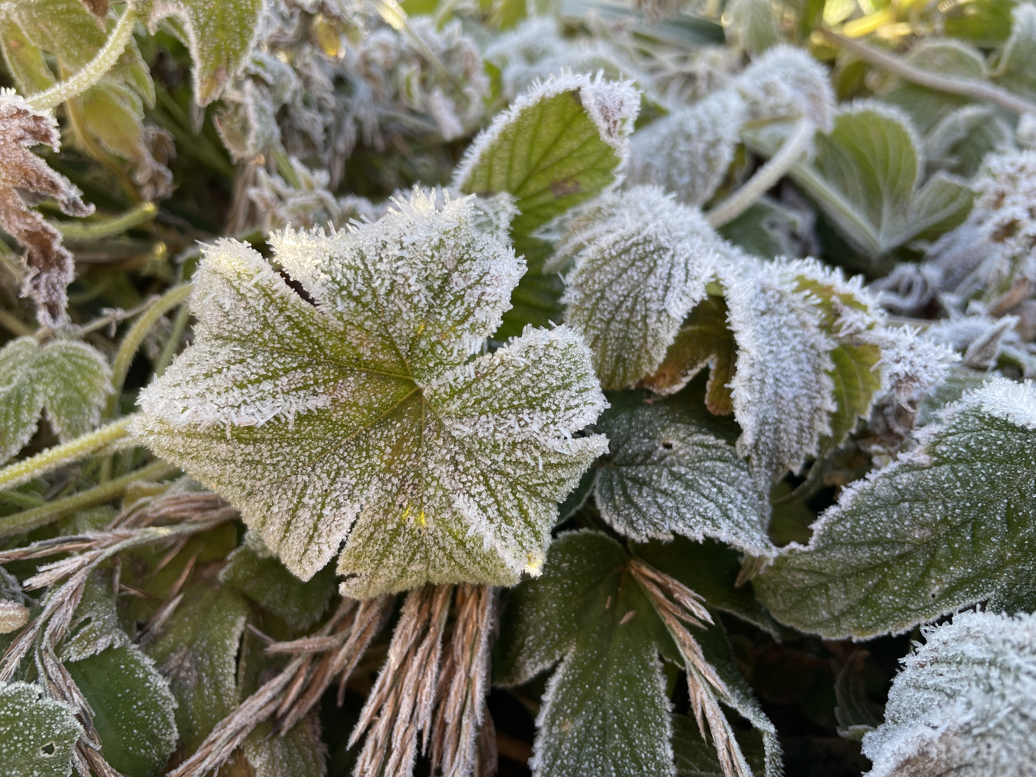 美しき霧の世界 - ウェザーニュース