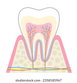 歯の歯周組織の構造イラスト - No: 25334806無料イラスト・フリー素材なら「イラストAC」