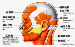 ジャオディー 筋膜リリース『耳介筋膜リリース』お試しいただいたでしょうか？ マスク生活でお顔も凝り固まってたるみ、むくみ 気になっておられませんか？？ 今なら周年記念キャンペーンで お得なコースをご体験いただけます♪ ☆選べる！筋膜リリース120分☆ 内容