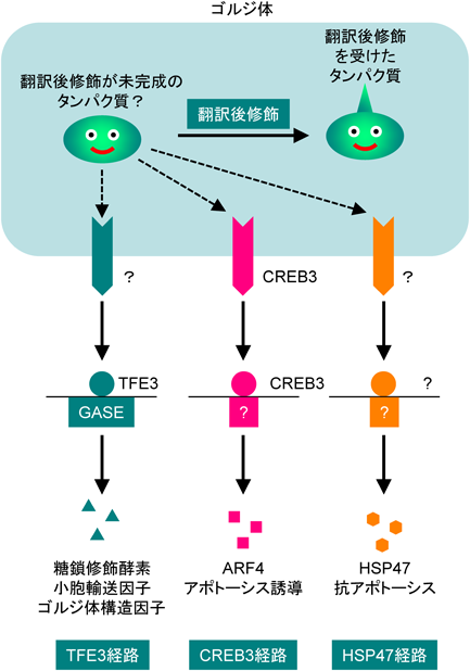 ゴルジ体ストレス応答