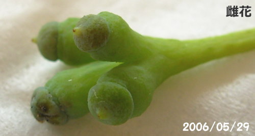 銀杏荒れそして湿疹は全体に SACHIちょこっとだいあり