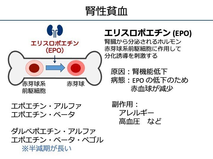 赤血球の働きをマインドマップにまとめてみた。ゴローの解剖生理学勉強法