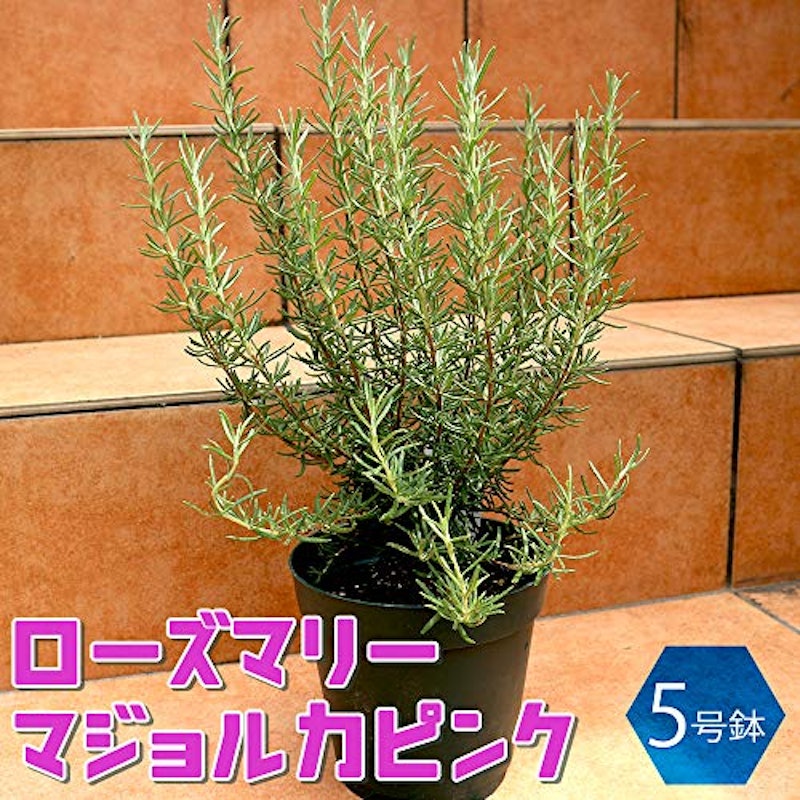 多年草・宿根草のハーブの一覧