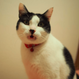 フェリウェイとはなにか 〜その効果とエビデンス〜猫専門病院の猫ブログ nekopedia ネコペディア