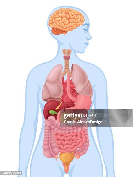 人間の身体☆脳の構造イラスト☆文字あり：イラスト無料
