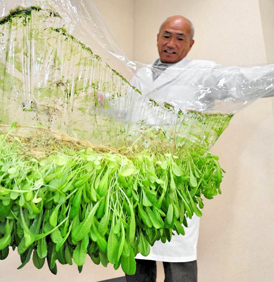 家庭菜園の新トレンド：袋栽培と逆さ栽培の魅力