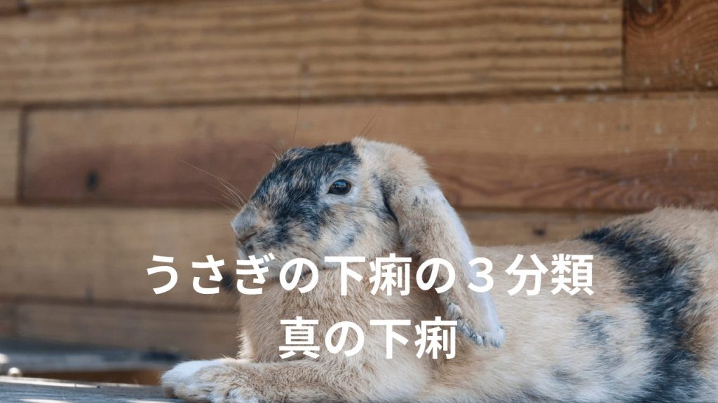 うさぎの体調不良のサインは？下痢や食欲不振に要注意