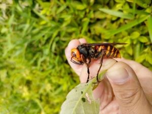 アシナガバチに刺される, 短期間, 大丈夫なのか？, とりあえず朝刺されて、夜まで無事だけど、病院行った方がいいかな？,蜂,刺された,蜂に刺された ,アナフィラキシー ,アシナガバチ,対処法,教えてください,病院行った方がいいかな