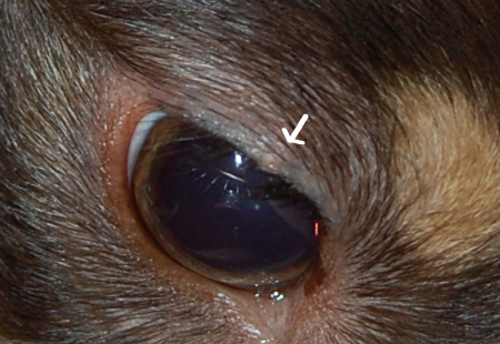 麦粒腫 ものもらいならしの動物医療センタ