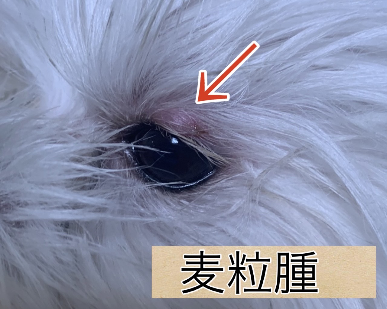 山田どうぶつ病院 Blog