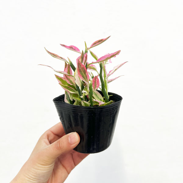 ペディランサス：ギンリュウ 3号ポット の通販園芸ネット