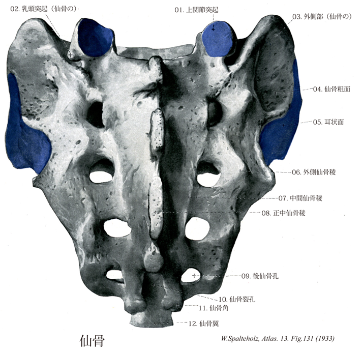 仙骨裂孔ブロックのやり方、安全性、効果について。 - YouTube