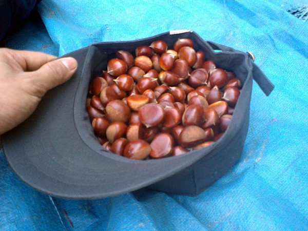 ドングリ虫を食べよう │科学実験データ│科学実験データベース│公益財団法人日本科学協会